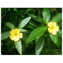 Factory Supply Directly 100% Natural Damiana